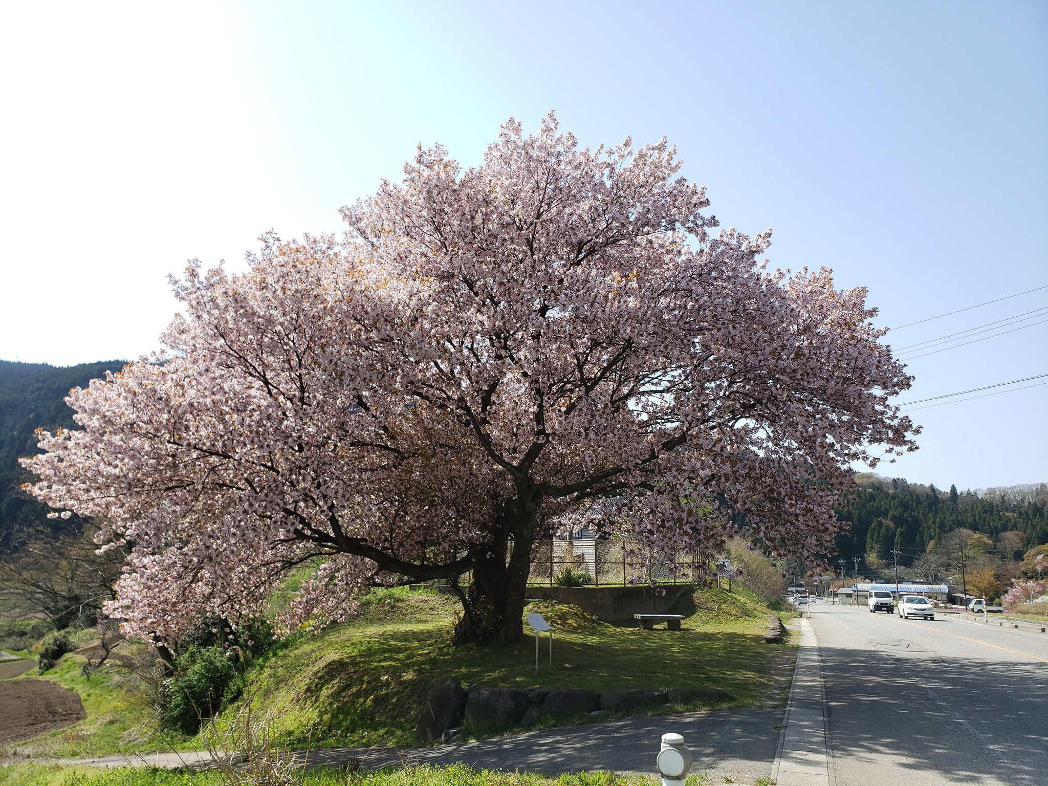 【桜だより】輪島の桜スポットをご紹介！【輪島市】