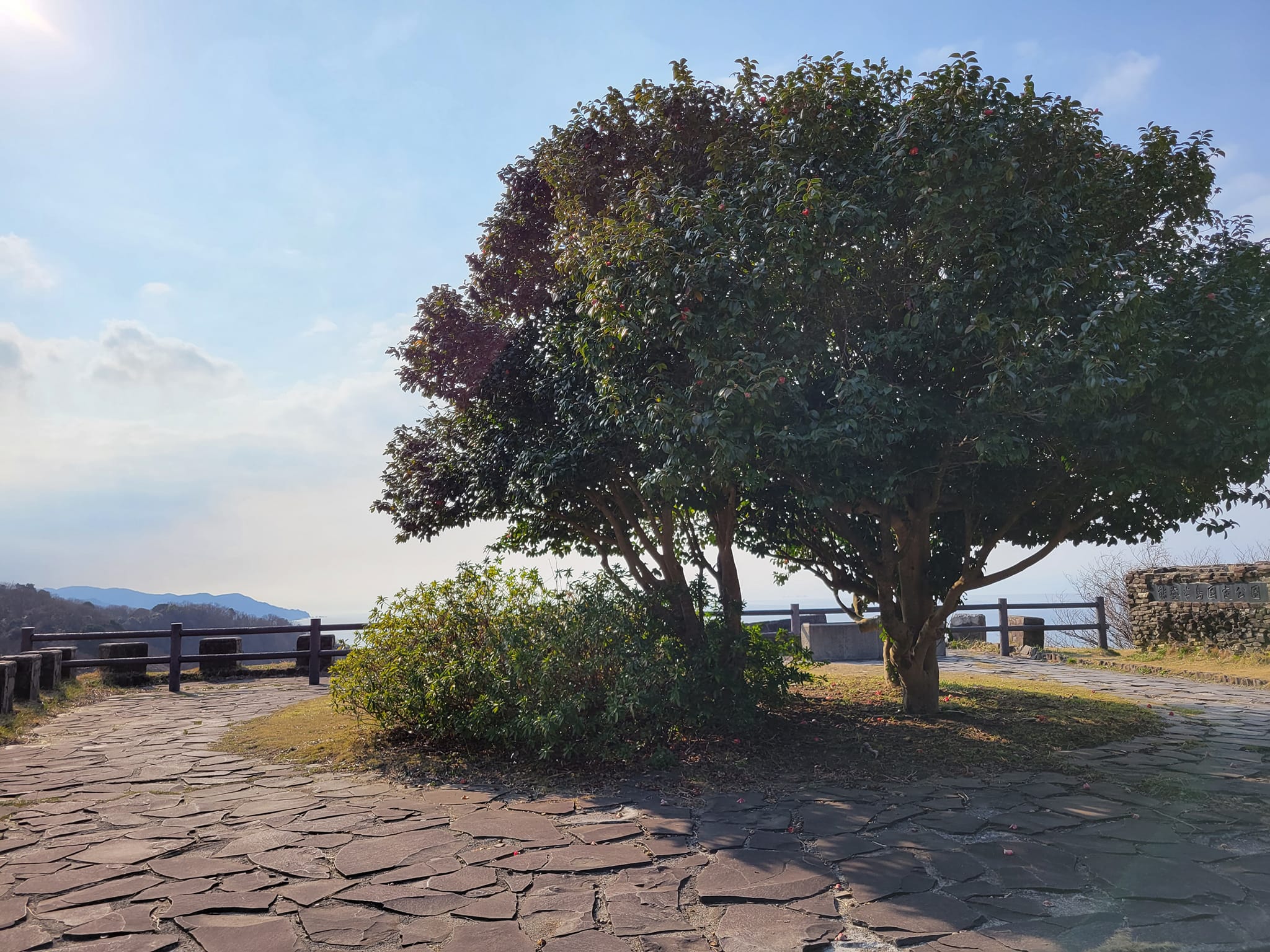 「椿展望台」は大きな椿の木と美しい海景色そして「獅子岩」を望める絶景スポット【珠洲市】