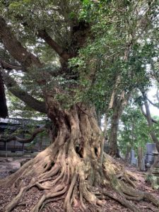 樹齢７００年の椎の神木は必見！「實相寺（じっそうじ）」【七尾市　山の寺寺院群】