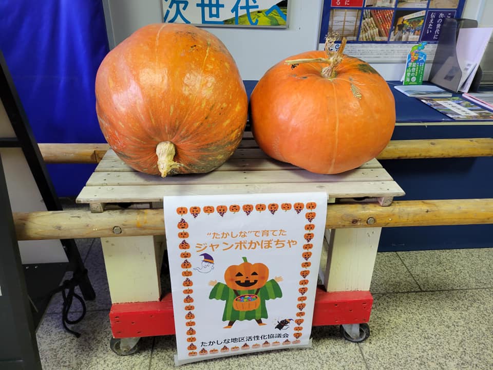 高階地区の代表名物ジャンボかぼちゃは驚きのサイズ！【七尾市　高階地区】
