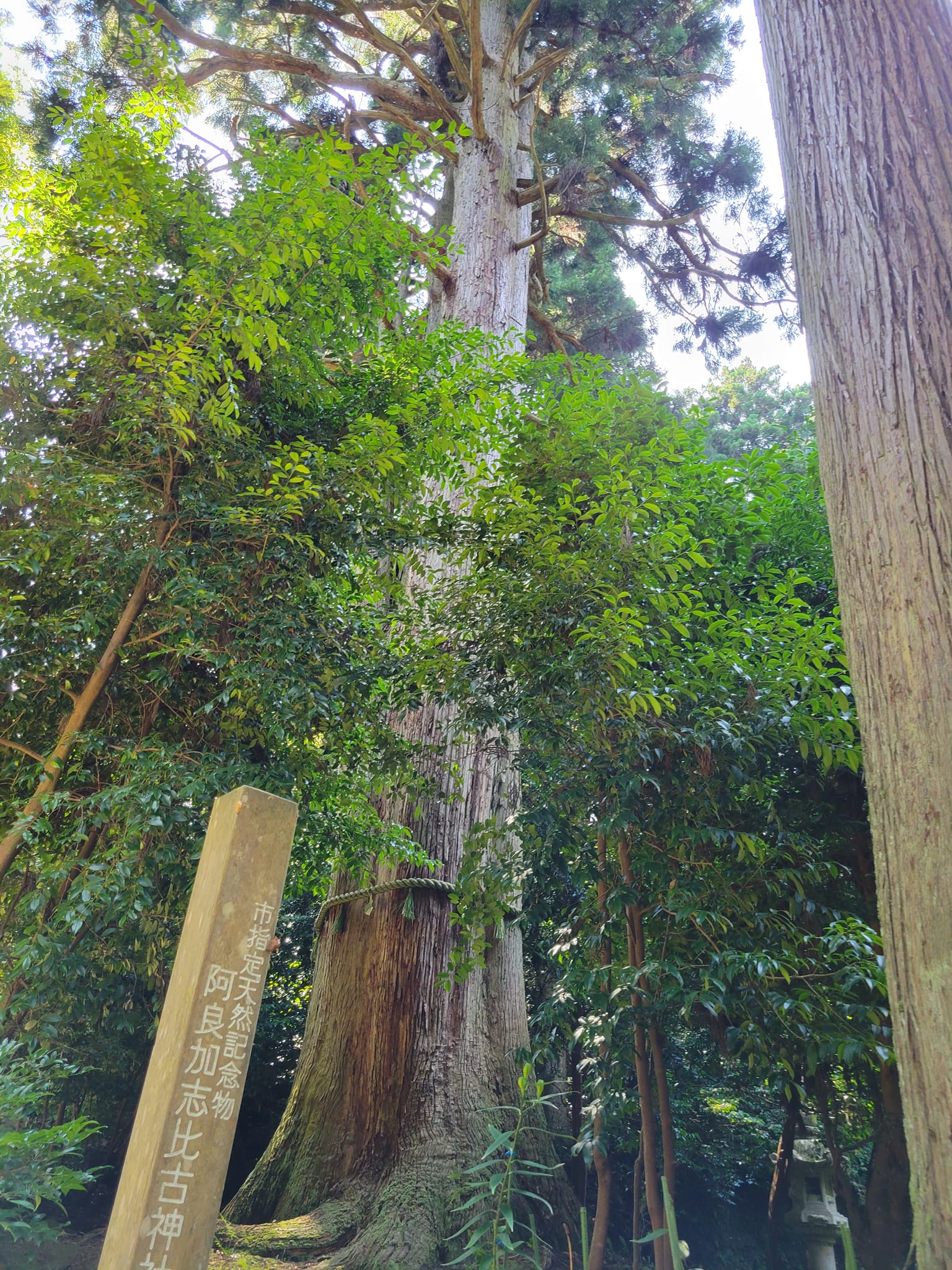 南大吞の「阿良加志比古神社」巨木のスギは七尾市指定天然記念物【七尾市】