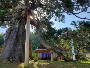 「高照寺の倒さスギ」は石川県指定天然記念物で樹齢９００年ともいわれる老杉【珠洲市】