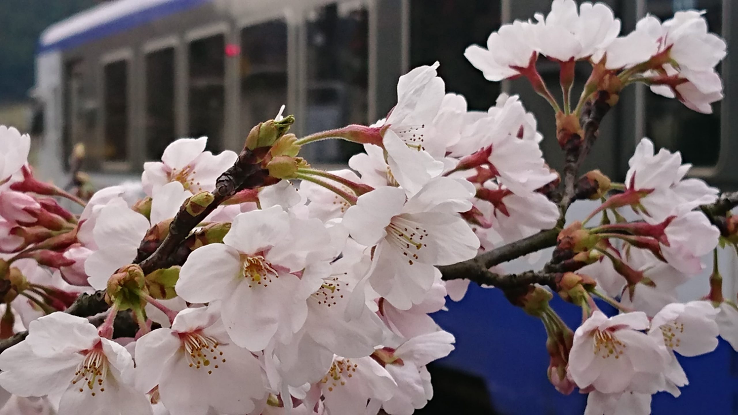 のと鉄道でお花見ができる！各駅の桜のスポットをご紹介【七尾市~穴水町】